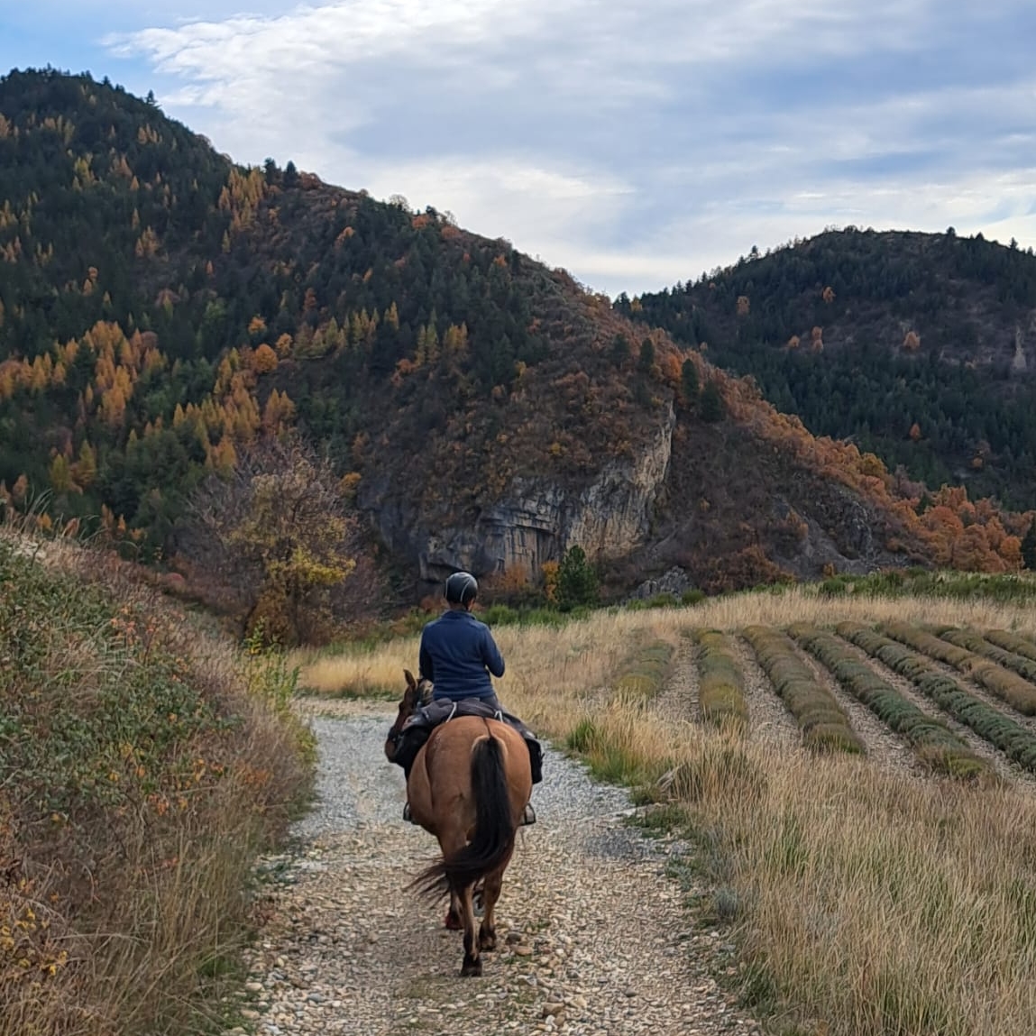 491890e4-d834-4339-b164-a09de8caa1f8