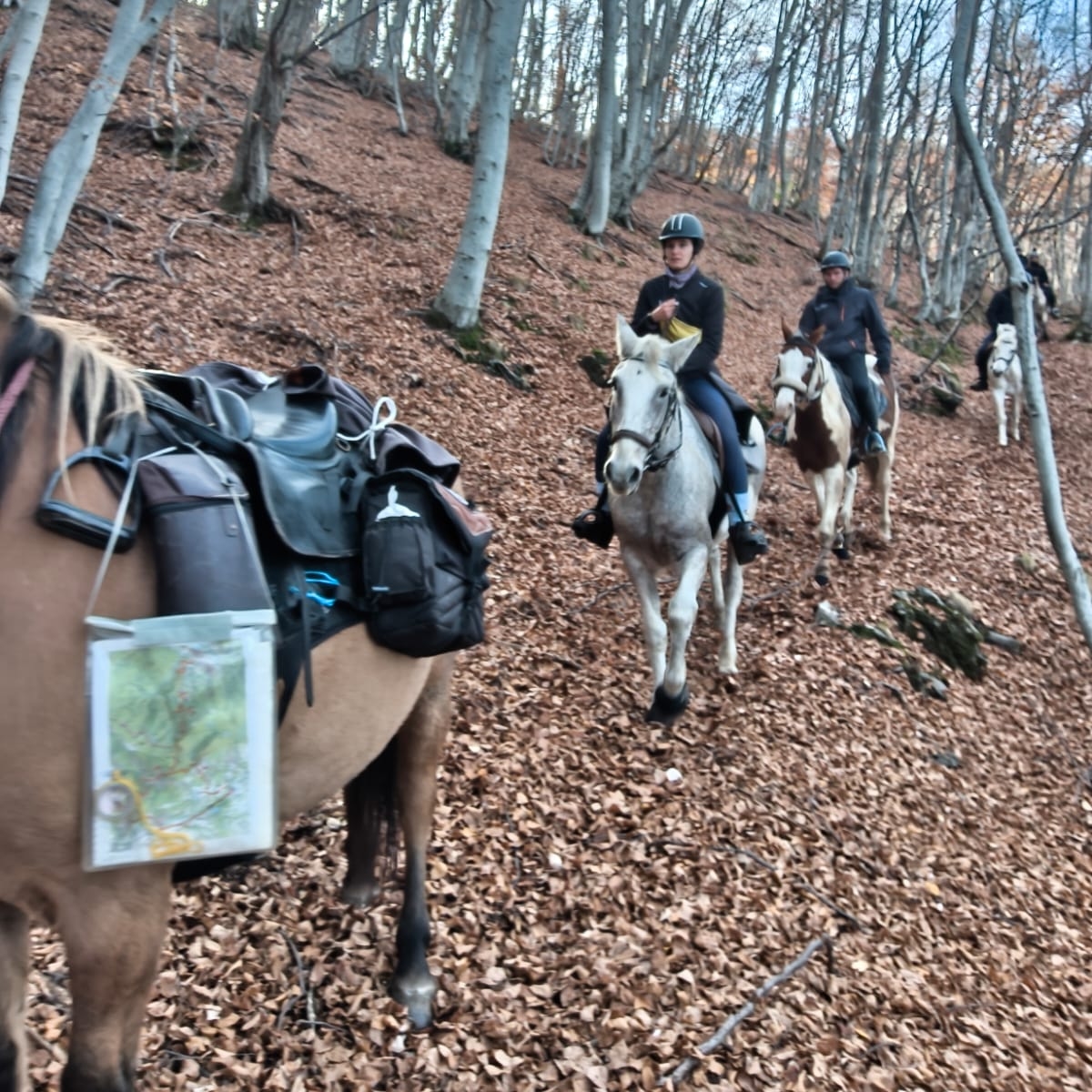 fe2f40ff-7bf3-4ba0-b7c0-02abe1b50491